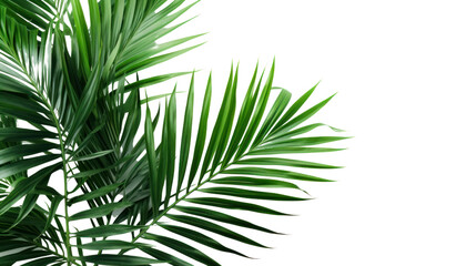 Wall Mural - palm with green leaves isolated on transparent and white background.png image.