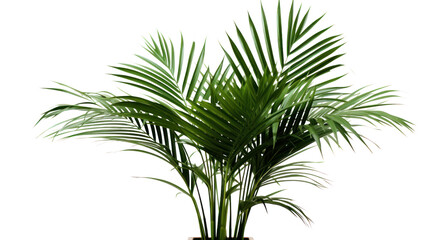 Wall Mural - palm with green leaves isolated on transparent and white background.png image.