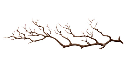 Dry branches isolated on transparent and white background.PNG image.