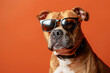 Pit Bull Terrier dog with sunglasses on orange studio background