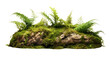 Moss or ferns cover dry trees isolated on transparent and white background.PNG image.