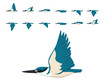 Bird Sacred Kingfisher Flying Animation Sequence Cartoon Vector