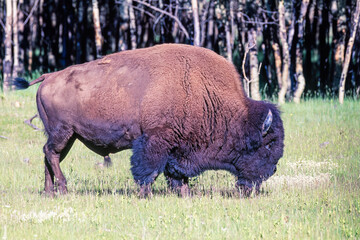 Wall Mural - American bison bull on a meadow by a forest