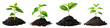 Young green plant and soil PNG