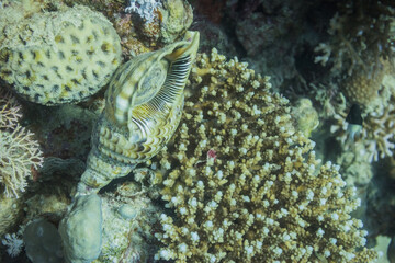 Wall Mural - huge shell lying on corals in the reef during diving