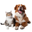 Happy funny cat and funny dog Isolated on white background