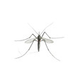Mosquito on transparent background,