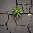 A small green plant grows on the cracked asphalt pavement.A green plant growing from a crack in the asphalt on the road.The concept of a hopeful view of life as a struggle, strength, power.