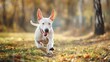 Generative AI : Young Bull Terrier playing in the park.