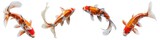Set of koi fish isolated on transparent background