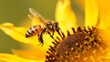 Generative AI : Flying honey bee collecting pollen at yellow flower.Bee flying over the yellow flower