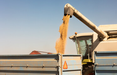 Wall Mural - Combine transferring wheat after harvest