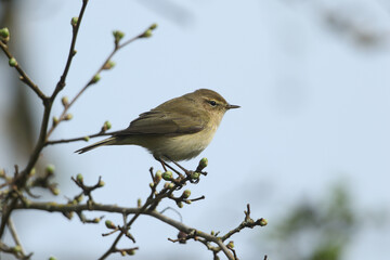 Wall Mural - a chiffchaff, phylloscopus collybita, perched on a branch of a tree in springtime.
