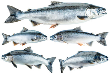 Wall Mural - Collection of 4 Salmon fish In different view, Front view, side view, rear view isolated on white background PNG