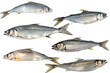 Collection of Herring fishes In different view, Front view, side view, rear view isolated on white background PNG