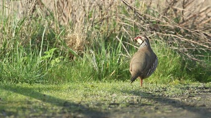 Poster - A Red-legged Partridge, Alectoris rufa, walking along the edge of a field.