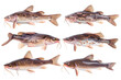 Collection of Catfish fishes In different view, Front view, side view, rear view isolated on white background