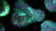 © Science RF - Organoids, illustration