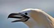 Norther gannet (Morus bassanus), Helgoland island Germany