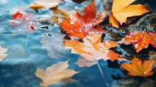 Colorful Fall Leaves In Pond Lake Water With Floating Autumn Wet Leaves