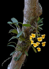 Wall Mural - Closeup view of epiphytic orchid species dendrobium lindleyi or Lindley's dendrobium growing on tree with yellow orange flowers isolated on black background