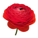 buttercup or ranunculus on transparent background png file