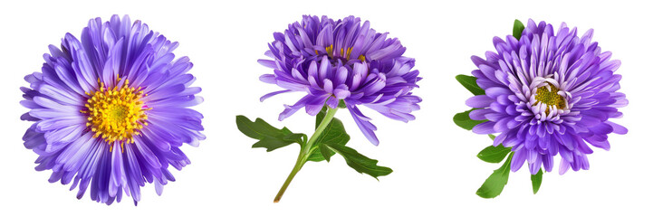 Wall Mural - Set of rurple aster flowers isolated on white