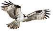 The Majestic Flight of the Osprey