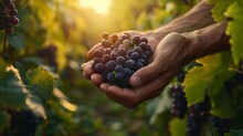Under A Canopy Of Vine Leaves, Hands Tenderly Cup A Harvest Of Black Grapes, With The Soft Glow Of Dawn Creating A Serene Mood