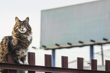 Cat Sitting On A Fence, Empty Billboard Looming Behind