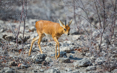 Wall Mural - steenbok (raphicerus campestris) male walking in the dry thorny thickets of etosha national park, na
