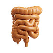 © MistoGraphy - Digestive System Model - PNG Cutout Isolated on Transparent Background