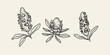 Set of hand drawn banksia seed pods. Australian native plants	