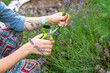 Pruning lavender bushes in spring or autumn. Women's hands cut lavender with garden scissors.