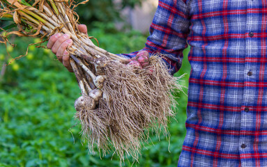 a male farmer holds garlic in his hands. Selective focus