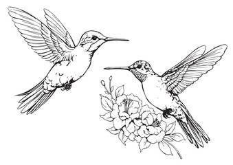 Poster - Hand drawn humming birds isolated on white. Monochrome flying hummingbirds set. Front and side view colibri flight. Vector sketch.