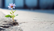Solitary Purple Flower Blooming in Urban Cracks with Sunlit Background, with Copy Space
