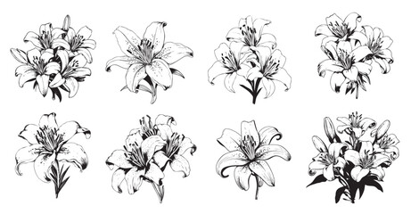 Set of lilies sketch hand drawn in doodle style Vector illustration