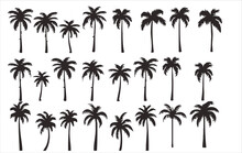 Vector Set Of Palm Trees On A White Background