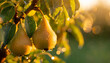 Branch of fresh ripe pears with water drops. Organic and tasty fruit. Sweet summer food. Blurred natural backdrop.