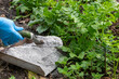 © Nishi Sharma - A gardener, using a gardening trowel, spreads wood ash on topsoil in a vegetable garden to fertilize and add a natural source of potassium and trace elements from a tray full of wood ash.