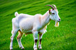 Goats grazing on green alpine meadows.