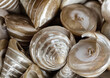 Ein Hintergrundbild, oder eine textur mit Meeresmuscheln, Meeresschnecken. Wunderschöne Schalentiere.
