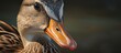A close-up image of a duck featuring a remarkably long beak