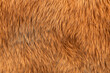 a natural hair fur animal pet mammal canine furry pelt background thick puppy kitty beauty allergic allergies pets nature pelage backdrop dog cat brown hairy close-up closeup soft wild