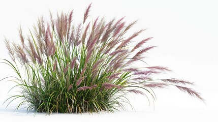 An isolated bush of blooming ornamental grass on a white background, highlighting the decorative potential of natural elements in design