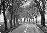 Fototapeta Miasta - a serene and misty atmosphere, showcasing a quiet road lined with bare trees, evoking a sense of solitude and reflection Poland