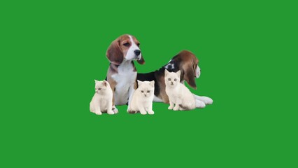 Wall Mural - dog and kitten on green screen