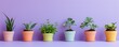 A collection of biodegradable plant pots on a violet background, promoting sustainable living and gardening, perfect for eco-friendly product catalogs or green lifestyle blogs.
