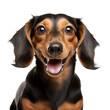 portrait of a dachshund png